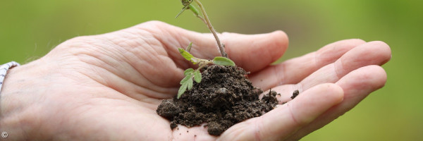 Pflänzchen in der Erde in einer Hand
